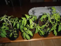 DSCF7660.webp