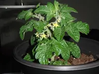 DSCF7661.webp
