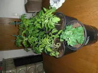DSCF7662.webp