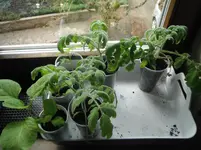 DSCF7665.webp