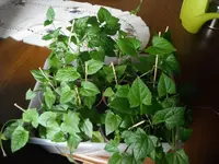 DSCF7666.webp