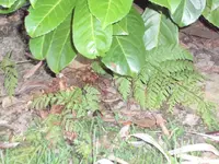 SAM_3217.webp