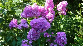 DSCN3334.webp