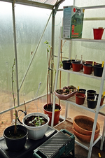 Deutzie_Physalisbaum_Semps_500.webp