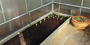 zwei Salate_Radieschen_Möhren_Basil_22032014_700.webp