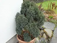 SAM_3267.webp