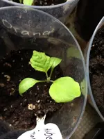AubergFengyuanPurple.webp
