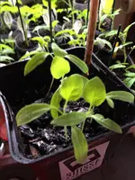 AubergLongGreen.webp