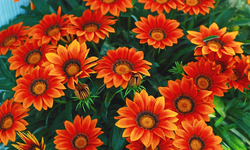 orange_rostfarbene Mittagsblume_1024.webp