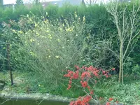 Blüten.webp