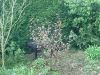Blüten (2).webp
