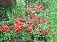 Blüten (3).webp