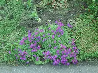 Blüten (4).webp