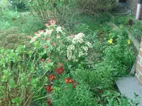 Blüten (5).webp