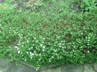 Blüten (6).webp
