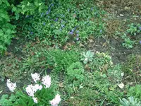 Blüten (7).webp