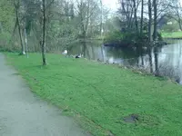 Gänse.webp