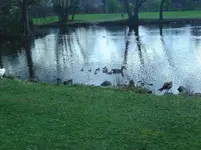 Gänse (2).webp