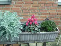 Herbstschmuck.webp