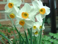 Narzissen.webp