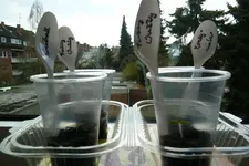Tomatenpflänzchen 23.3..webp