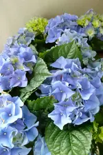 Hortensie 23.3..webp