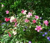 mutabilis mit rozanne.webp
