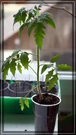 comp_DSC06186.webp