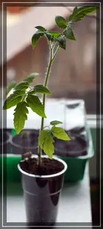 comp_DSC06188.webp