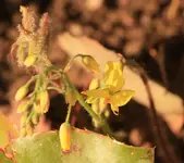 Epimedium 140323.webp