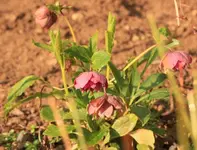 Helleborus Double Ellen red 140323.webp