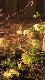 Helleborus Double Ellen White_140323.webp