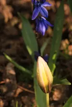 Wildtulpe_Scilla.webp