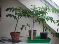 IMGP0139.webp