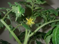 IMGP0140.webp