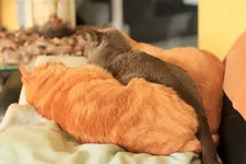 Katzen Sandwich hinten.webp