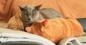 Katzen Sandwich vorne.webp