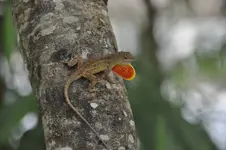 Anolis.webp