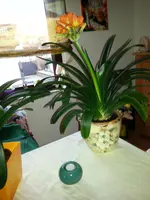 2014-03-23 Clivia1125.webp