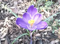 lilal2.webp