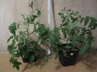K1600_IMG_0190.webp