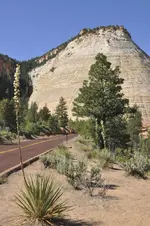 Zion2.webp