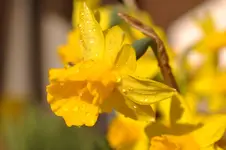 Tropfen.webp