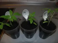 2014-03-17 Klein.webp