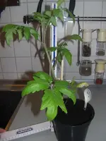2014-03-17 Normal.webp