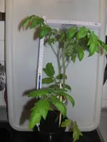 2014-03-23 Normal.webp