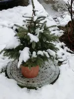 CIMG6990.webp