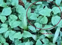 G_Feldweg_Beetecke_1__03.2014_mr.ditschy.webp