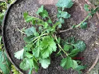 G_Feldweg_Beetecke_2__03.2014_mr.ditschy.webp