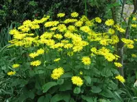 Doronicum orientale, Gemswurz oder Frühlingsmargarite.webp
